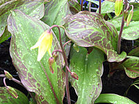 Erythronium%20tuolumnense%20Pagode%20-%20Blattwerk.JPG