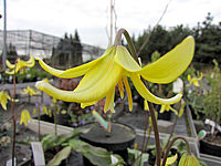 Erythronium%20tuolumnense%20Pagode%20-%20Bluetenmacro%20offen.JPG