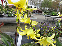 Erythronium%20tuolumnense%20Pagode%20-%20Bluetenmacro%20offen2%20unscharf.JPG