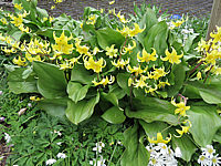 Erythronium%20tuolumnense%20Pagode%2001.JPG