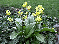 Erythronium%20tuolumnense%20Pagode%2002.JPG