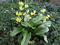 Erythronium%20tuolumnense%20Pagode%2003.JPG