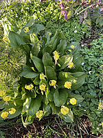 Erythronium%20tuolumnense%20Pagode%2004.heic