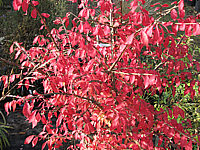 Euonymus%20alatus%20-%20Herbstfaerbung.JPG