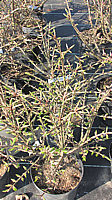 Euonymus%20alatus%20-%20Korkleisten%20im%20Austrieb%2002.JPG