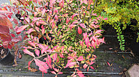 Euonymus%20alatus%20var.%20phellomanus%20%20Herbst%202015.JPG