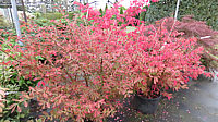 Euonymus%20alatus%20var.%20phellomanus%20Herbst%202016.JPG