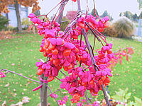 Euonymus%20europaeus%20-%20Frucht.JPG