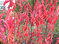 Euonymus%20europaeus%20-%20Herbst1.JPG