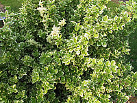 Euonymus%20fortunei%20Emerald%20Gaiety.JPG