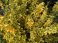 Euonymus%20fortunei%20Emerald%20Gold%2001.JPG