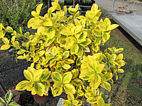 Euonymus%20fortunei%20Emerald%20Gold%2002.JPG