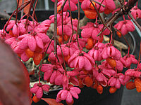 Euonymus%20intermedia%20Red%20Cascade%20-%20Beeren.JPG
