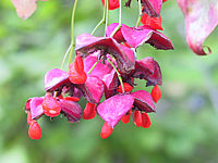 Euonymus%20planipes%20-%20Beeren%202.jpg