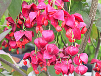 Euonymus%20planipes%20-%20Beerenmacro.jpg