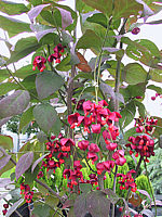Euonymus%20planipes%20-%20Busch%20mit%20Beeren.jpg