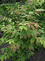 Euonymus%20planipes%20-%20Laub.JPG