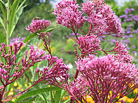 Eupatorium%20fistulosum%20Atropurpureum%20-%20Blueten.JPG