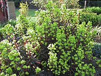 Euphorbia%20amygdaloides%20Purpurea%20-%20bluehend%2001.JPG