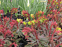 Euphorbia%20amygdaloides%20Purpurea%20-%20knospig.JPG
