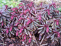 Euphorbia%20amygdaloides%20Purpurea%2001.JPG