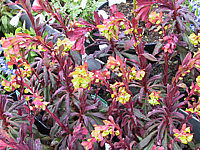 Euphorbia%20amygdaloides%20Purpurea%2002.JPG