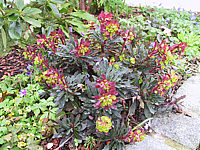 Euphorbia%20amygdaloides%20Purpurea%2003.JPG