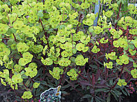 Euphorbia%20amygdaloides%20Purpurea%2004.JPG