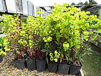 Euphorbia%20amygdaloides%20Purpurea%2006.JPG