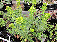 Euphorbia%20characias%20Humpty%20Dumpty%20knospig.JPG