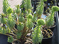 Euphorbia%20characias%20ssp.%20wulfeni.jpg