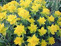 Euphorbia%20epithymoides%20(polychroma)%2002.JPG