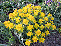 Euphorbia%20epithymoides%20(polychroma)%2003.JPG