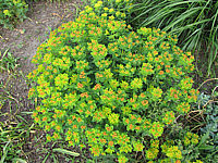 Euphorbia%20epithymoides%20(polychroma)%2004.JPG