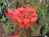 Euphorbia%20griffithii%20Fireglow%20-%20Bluetenmacro.JPG