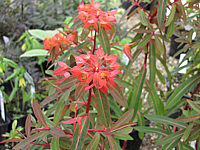Euphorbia%20griffithii%20Fireglow1.JPG