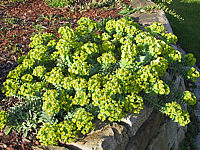 Euphorbia%20myrsinites%2003.JPG