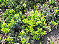 Euphorbia%20myrsinitis%20-%20bluehend%20an%20Wegrand.JPG