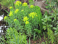 Euphorbia%20palustris.JPG