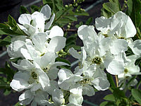 Exochorda%20macrantha%20The%20Bride%20-%20Bluetenmacro.jpg