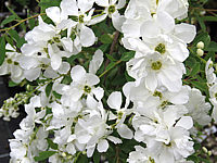 Exochorda%20macrantha%20The%20Bride%20-%20Bluetenmacro01.JPG