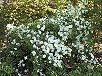 Exochorda%20macrantha%20The%20Bride%20-%20Sol%205-6%20Jahre.JPG