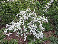 Exochorda%20macrantha%20The%20Bride%20-%20Sol%20in%20Bluete1.JPG