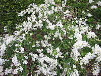 Exochorda%20macrantha%20The%20Bride%20-%20Sol%20nah1.JPG