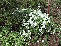 Exochorda%20macrantha%20The%20Bride%20-%20junge%20Bluete.jpg