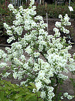 Exochorda%20macrantha%20The%20Bride%20-%20junge%20Pflanze%20bluehend.jpg