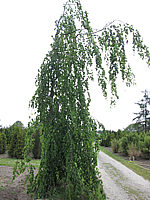 Fagsu%20sylvatica%20Pendula%20-%20Busch%20Sol%201.JPG