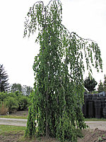 Fagsu%20sylvatica%20Pendula%20-%20Busch%20Sol%202.JPG