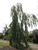 Fagsu%20sylvatica%20Pendula%20-%20Busch%20Sol%203.JPG