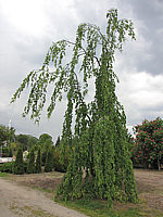 Fagsu%20sylvatica%20Pendula%20-%20Busch%20Sol%204.JPG